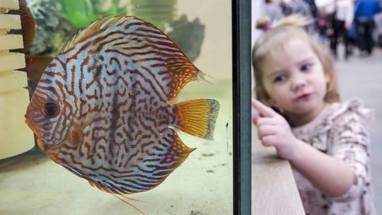 W Lublinie koguty pieją. Jakie zwierząta można zobaczyć na ZOOPARK-u? [program, ceny biletów]