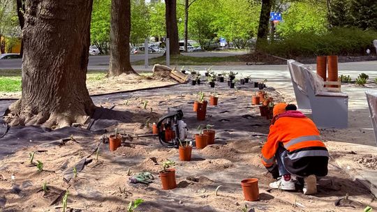 W Lublinie przybywa zieleni. Skwery pięknieją na wiosnę