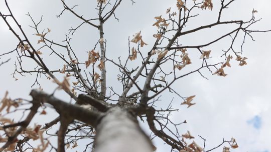 W Lublinie zadbają o drzewa. Wybrano 30 projektów Zielonego Budżetu