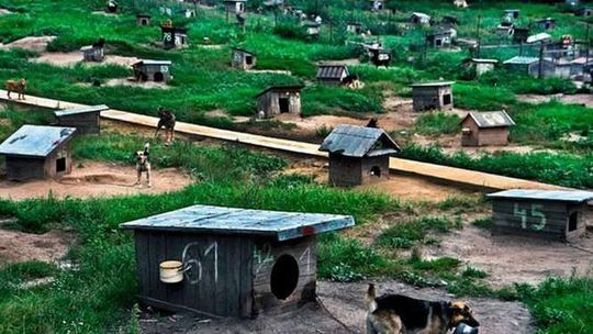 W Łukowie znaleźli sposób na bezdomne zwierzęta. NIK: Skuteczny, ale nielegalny