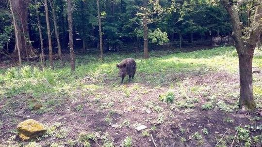 W marcu zacznie się rzeź dzików w woj. lubelskim. Odstrzał będzie kosztować 18 mln zł