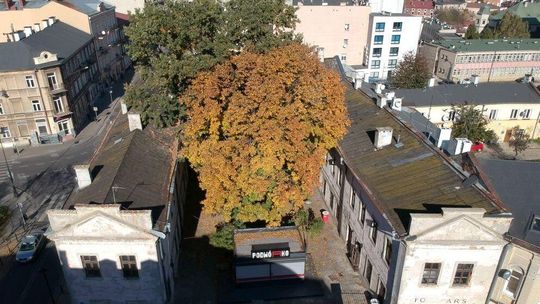 W miastach potrzebne są jak największe drzewa