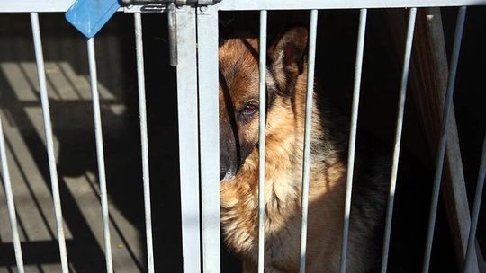 W Milejowie przybywa bezdomnych psów