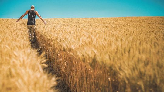 W Ministerstwie Rolnictwa i Rozwoju Wsi czekają na filmy o rolnikach