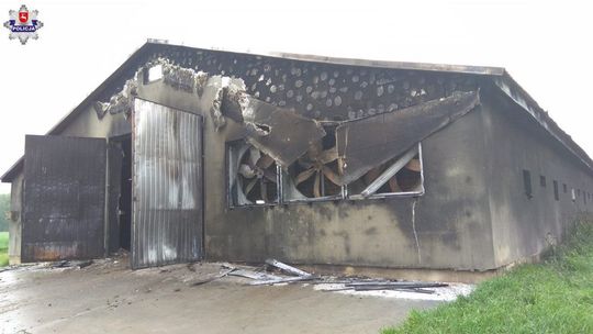 W murowanym kurniku spłonęło 23 tys. kurczaków. Prawdopodobnie trafił w niego piorun