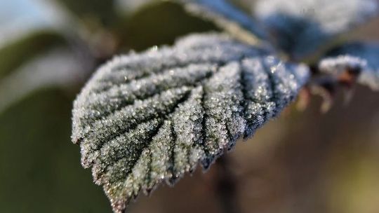 W najbliższych dniach w woj. lubelskim możliwe przymrozki. IMGW ostrzega