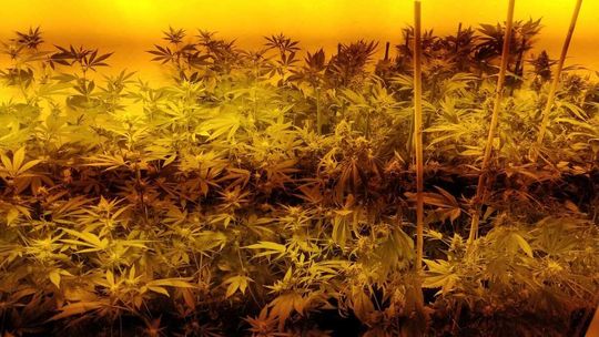 W namiotach lampy i krzaki. Za taką plantację poszedł siedzieć 