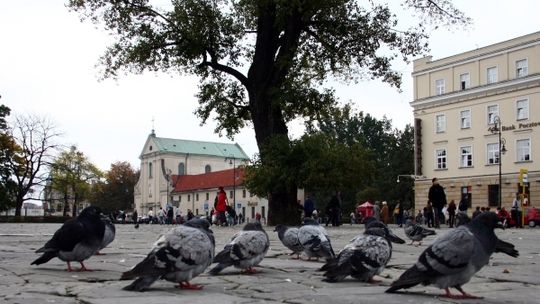 W niedzielę czytanie książki pod baobabem