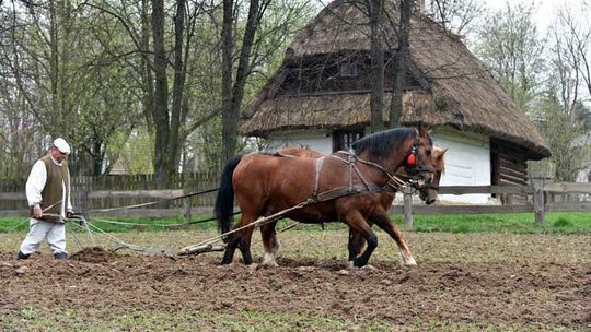 W niedzielę pokaz wiosennych prac polowych w Skansenie