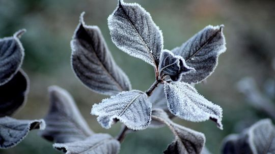 W nocy ściśnie mróz. IMGW ostrzega