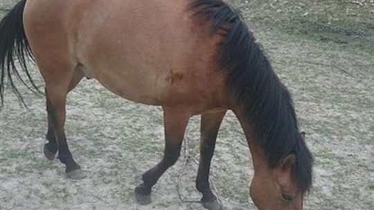 W nocy ze stajni zniknął koń. Co się z nim stało?