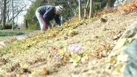 W ogrodzie botanicznym pracują ludzie i pszczoły. Otwarcie za miesiąc
