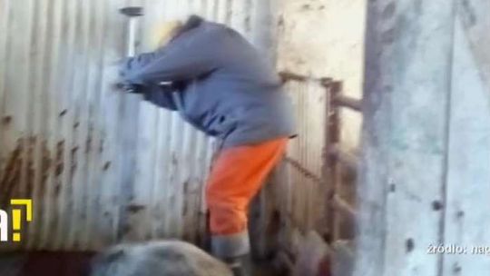 W okrutny sposób zabijali świnie. Wszystko nagrali pracownicy [Uwaga! drastyczne wideo]