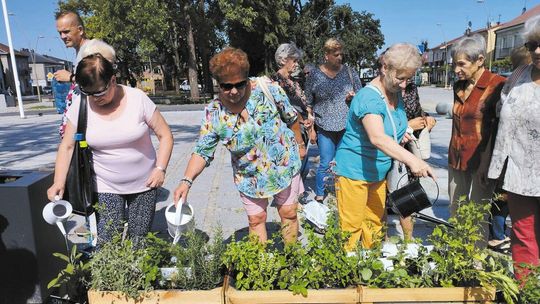W Opolu Lubelskim pachną "Miejskie ziółka". To eksperyment społeczny seniorów