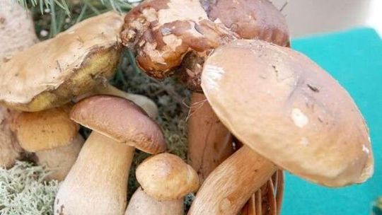 W piątek poradnik dla grzybiarzy w Magazynie