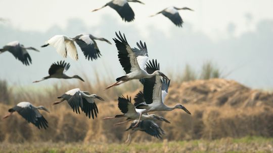 W Polsce jest coraz mnie bocianów. "Nie wiemy, co powoduje zmniejszanie liczebności"