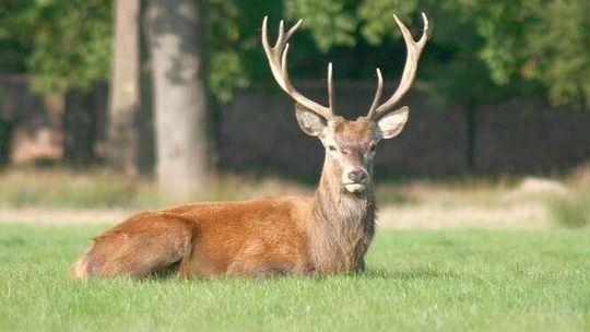 W polskich lasach szykuje się wielkie polowanie. Minister wprowadza nowe prawo