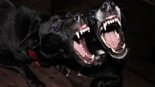 W polu leżało ciało ze śladami kłów. Czy to psy zabiły człowieka? 