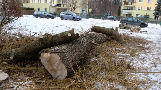 W Puławach drzewa znikają z zaskoczenia. Mieszkańcy oburzeni