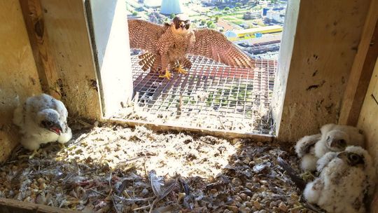 W Puławach na świat przyszły młode sokoły 