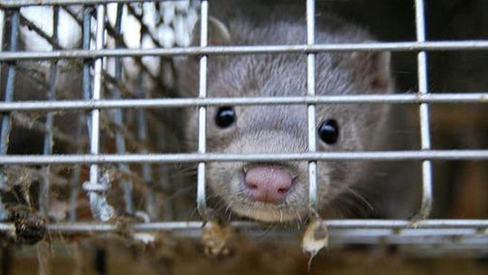 W Puławach potwierdzili koronawirusa u norek. Pierwszy przypadek w Polsce
