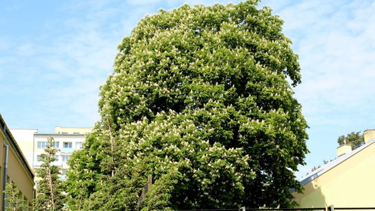 W Puławach przybędą dwa pomniki przyrody. Dzięki inicjatywie uczniów i nauczycieli
