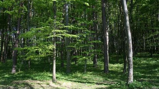 W Radzyniu Podlaskim powstanie edukacyjny ogród leśny