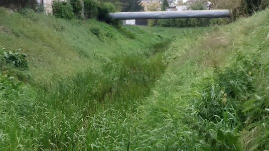 W rzece przepływającej przez Chełm nie ma wody. Wiadomo dlaczego