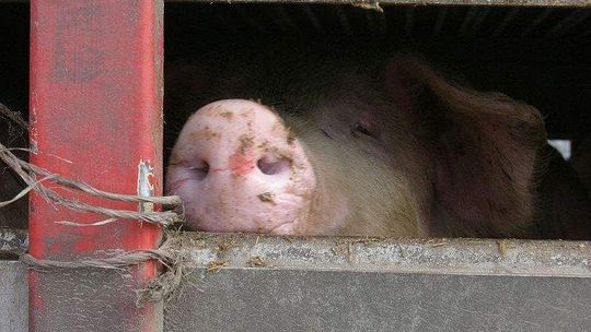 W sejmiku nie boją się wirusa ASF