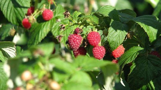 W skupie maliny po 2 złote