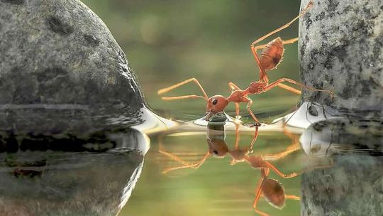 W sobotę warto przyjść do Ogrodu Saskiego. Będzie bardzo przyrodniczo