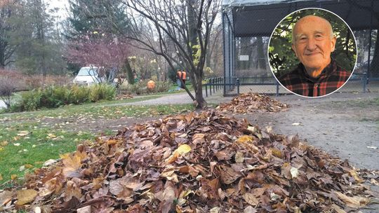 W stercie liści i pniu starego drzewa jest dzikie życie. Czego Lublin może się nauczyć od Berlina