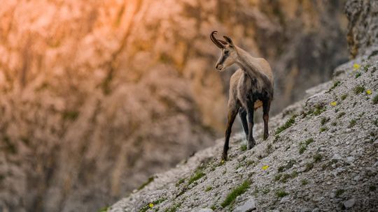W Tatrach policzono kozice. Dzięki aplikacji