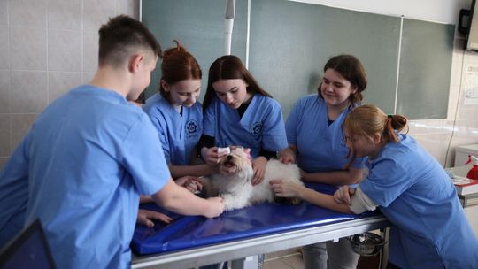 W tej szkole uczniowie robią psom USG. Tak kształcą przyszłych techników weterynarii