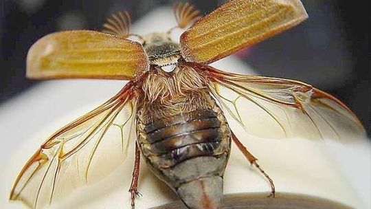 W tym roku chrabąszczy jest więcej. Będą opryski