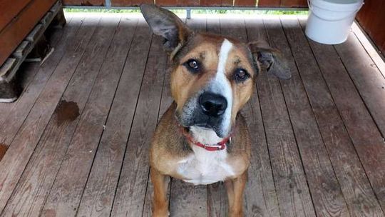 W Walentynki zabierz psa na randkę 