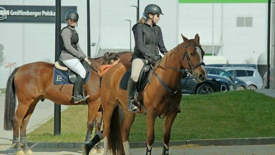 W weekend w Lublinie odbędą się mistrzostwa województwa w ujeżdżeniu