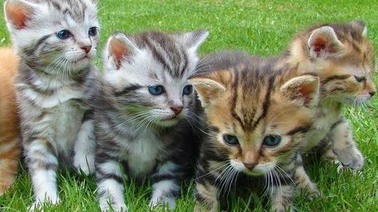 W wiadrze utopił małe koty sąsiadki i wyrzucił je na śnieg