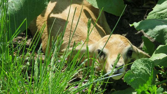 W zamojskim ZOO jak na porodówce, maluch za maluchem. A może być ich więcej [zdjęcia]