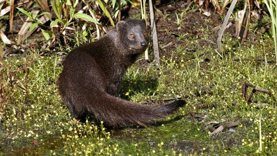 W zamojskim zoo. Jest on, przyjedzie ona. Będą młode?