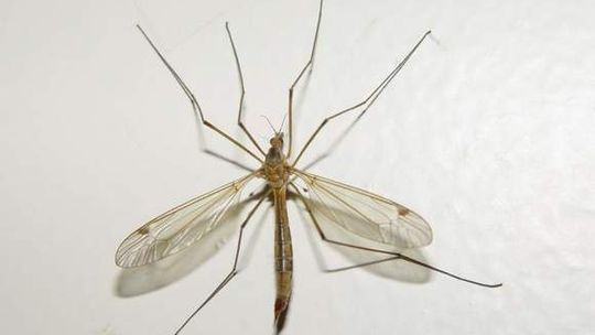 W Zamościu będzie odkomarzanie, pod koniec czerwca