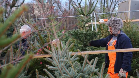 W Zamościu pozbywanie się choinek jeszcze trwa. Sprawdź harmonogram