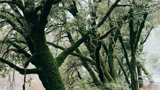 W Zamościu trwa wielkie liczenie cennych drzew