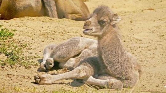 W zoo w Zamościu urodził się wielbłąd