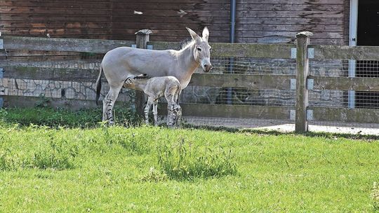 W ZOO w Zamościu ważne narodziny. "Przyłączamy się do grona ogrodów będących współczesną Arką Noego"