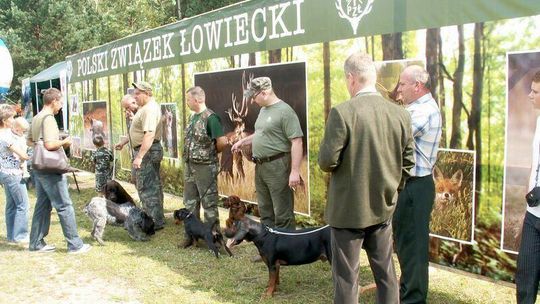 Wabiarze i skubanie kaczek w Zamościu