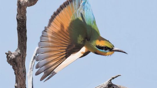 Wakacyjne zwyczaje ptaków. "Samce już nie walczą o terytoria"