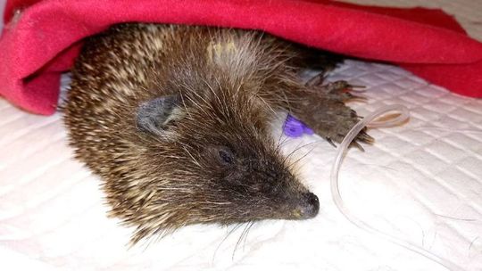 Walczą o życie młodego jeża. "Maluch musiał długo czekać na pomoc"