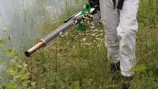 Walczą z komarami w Puławach. W środę kończą się opryski