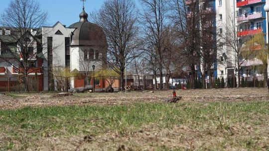 Walecznych: Teren po wycince drzew nie zostanie zabudowany